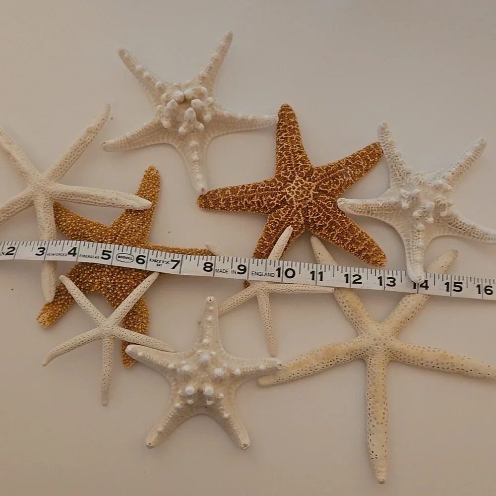9 Assorted Starfish - Picture 4 of 8